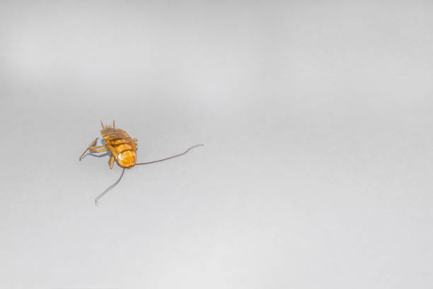 istock a brown dead small spider and white background 1157147358