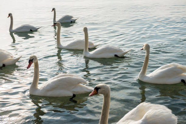 istock Swans on the lake 1157147644