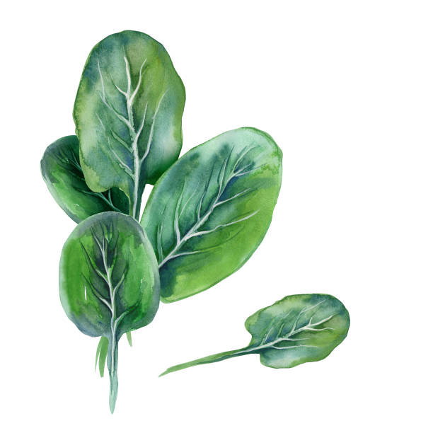 ilustrações de stock, clip art, desenhos animados e ícones de spinach leaves. - espinafres
