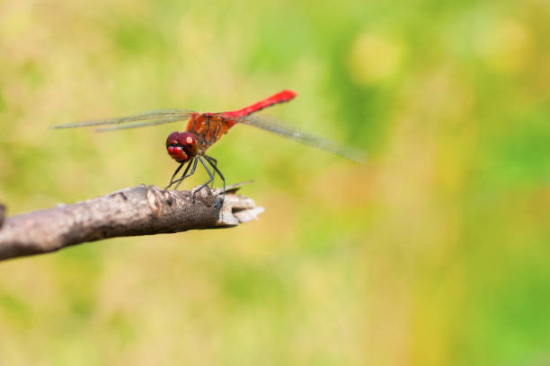 istock a red dragonfly sitting on the branch. 1157148585