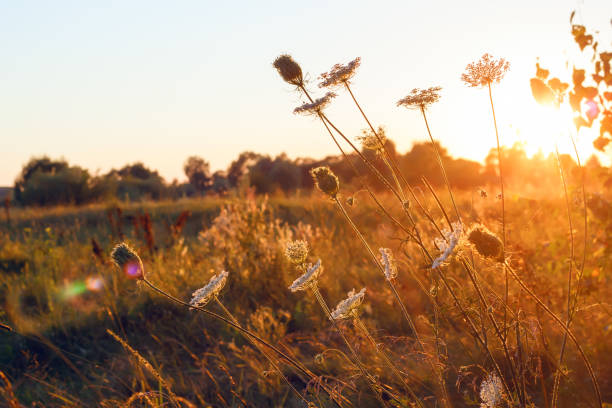 istock wild meadow white flowers on sunset light background. 1157150130