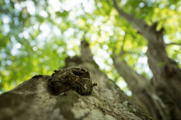 Impressive tree trunk, close up picture, blurry background