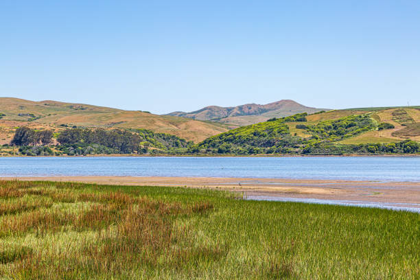 istock Tomales Bay, California 1157151156