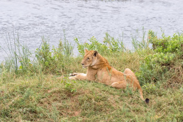 istock Lioness, lying down next to the Letaba River 1157152339