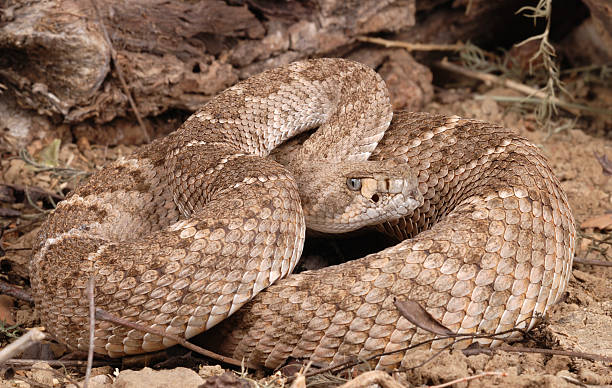 istock Portrait of a Rattlesnake. 115715249