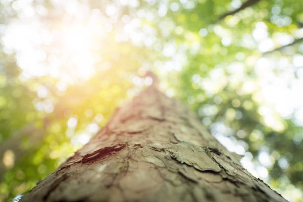 istock Tree trunk in the forest: Close up picture, blurry green background 1157152546