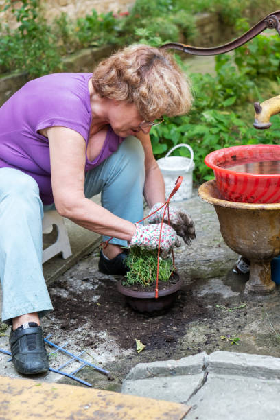 istock Senior woman gardening in back yard 1157153676