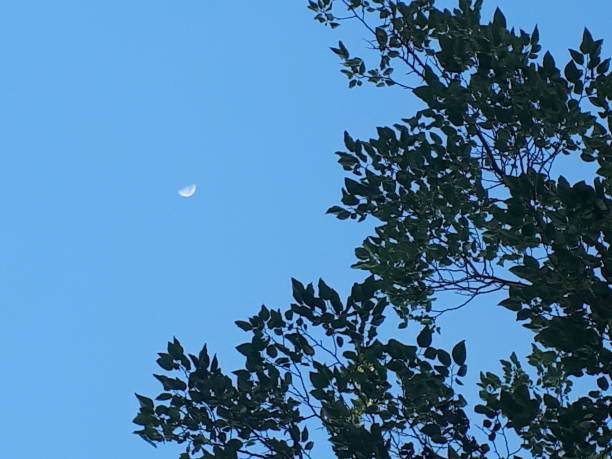 istock Moon, Blue Sky and Green Tree Leaves 1157155503