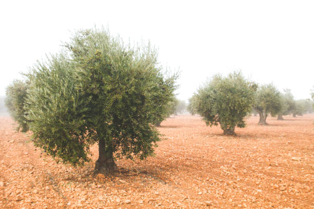 olive trees in a misty day - fog tree purple winter imagens e fotografias de stock