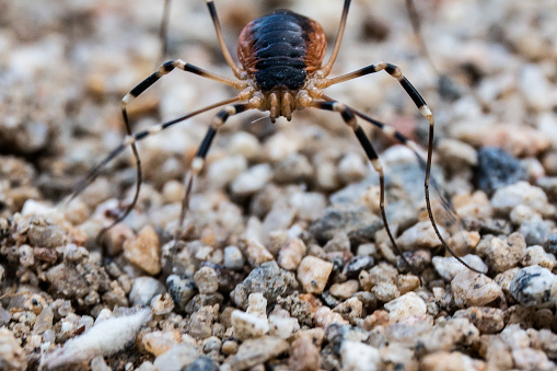 Longhorn beetle standing on wooden surface. Insect with long whiskers. Cerambycida. Black long-horned bug. longicorns insect. Beetle lumberman in forest. Beetle woodcutter living in the forest