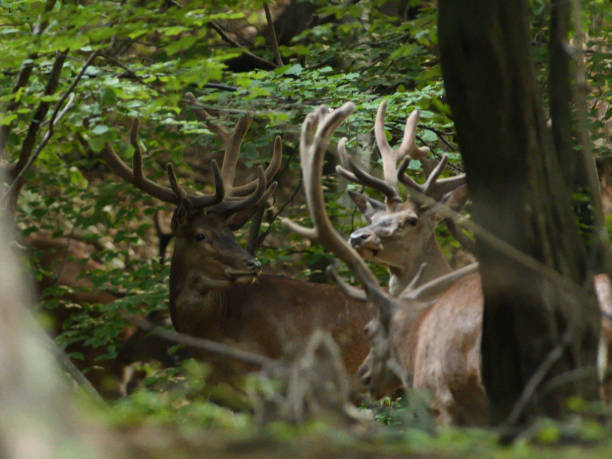 istock deer buck with antlers  is walking in dense forest through bushes and branches 1157159629