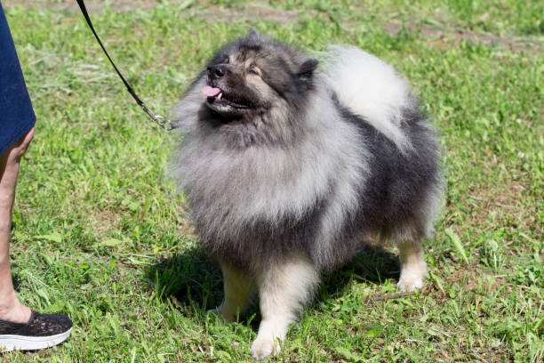 deutscher wolfspitz est debout sur une herbe verte avec son propriétaire. keeshond ou spitz allemand. - keeshond photos et images de collection