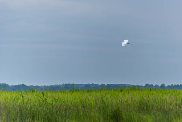 istock Great White Egret Flying in a Blue Sky Over Wetlands 1157161814