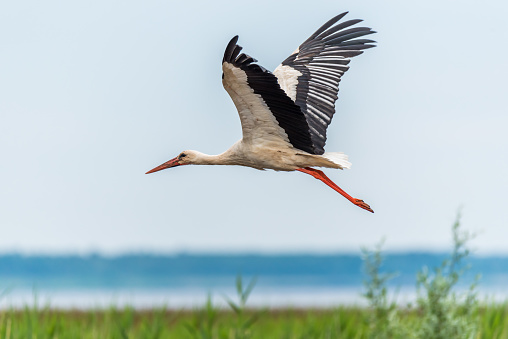 Stork Flying Over Wetlands in Latvia