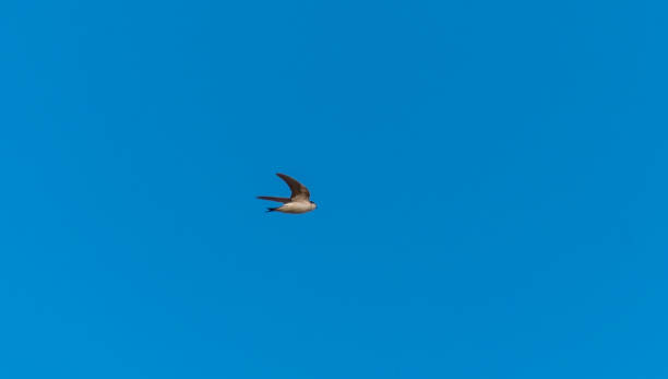 istock Swift Flying in a Clear Blue Sky 1157162624