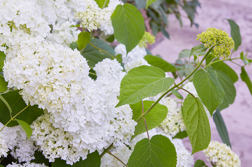 White Hydrangea arborescens Annabelle, backlit by the sun in summer. Flowers of smooth hydrangea (Hydrangea arborescens)