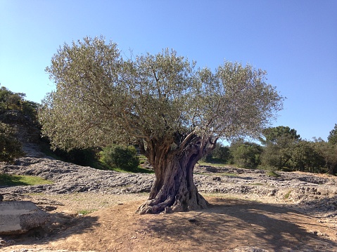Provence: a solitary olive tree in the Mediterranean scrub