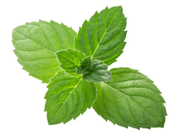 istock Peppermint mint m. piperita leaves, paths 1157164258