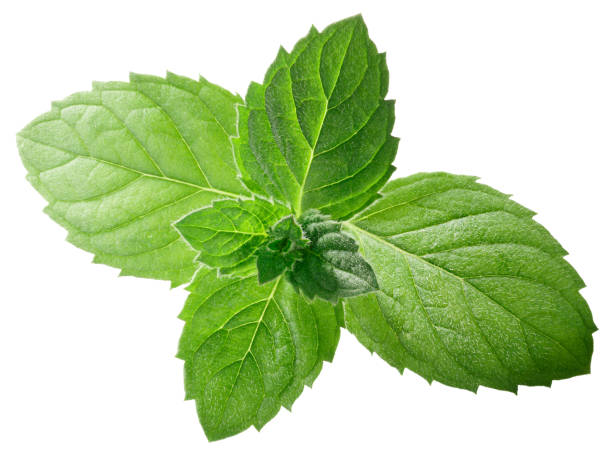 istock Peppermint mint m. piperita leaves, paths 1157164507