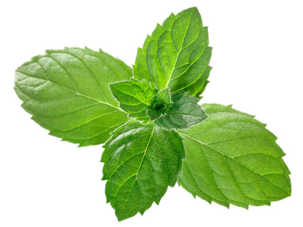 istock Peppermint mint m. piperita leaves, paths 1157164588