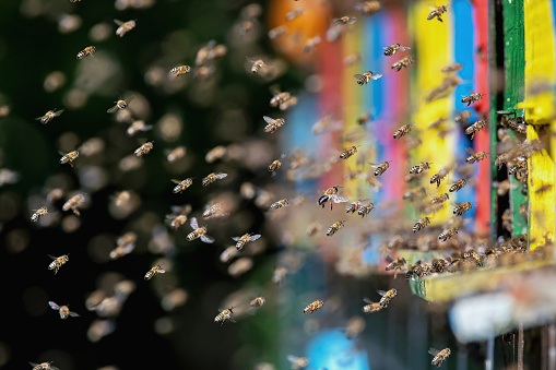 Swarm of honey bees flying around a beehive