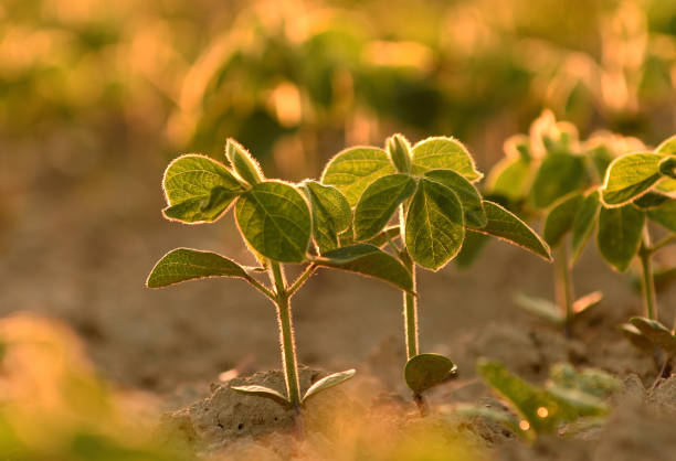 Young soy plants, growing from a soil, backlit by early morning light