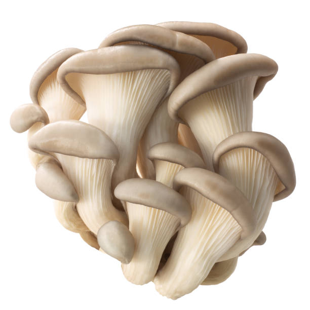 Oyster mushrooms pleurotus, paths Oyster mushrooms (Pleurotus ostreatus), an edible cultivated fungi, isolated oyster mushroom stock pictures, royalty-free photos & images