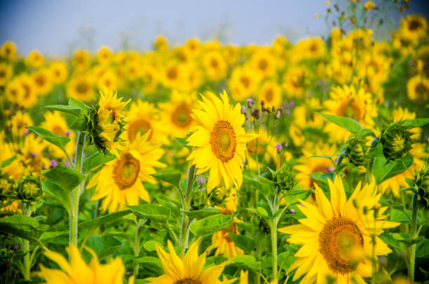 istock nice and warm in summer field with blooming sunflower blossoms. 1157166532