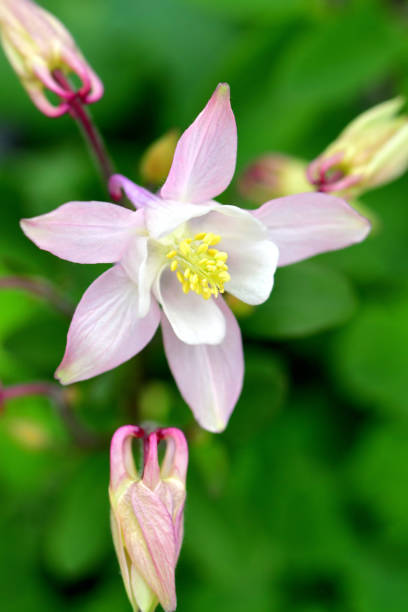 istock Aquilegia / Columbine Flower 1157166573