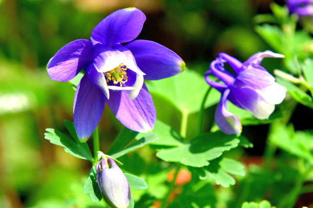 Aquilegia or Columbine is perennial wildflower, which is native to most temperate areas of the world. It tends to cross-pollinate, hybridize, and self-seed freely, creating new strains and colors. Columbine flowers come in many different colors, including red, pink, white, yellow, blue and purple. They bloom in late spring to early summer and self-seed readily if not deadheaded.