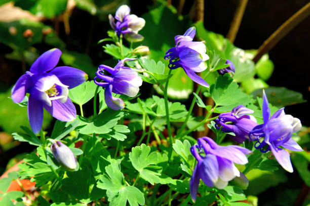 istock Aquilegia / Columbine Flower 1157167356