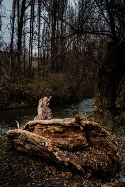 Dead Wood in the Jungle with tree background