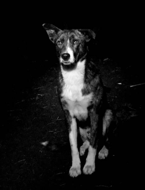 istock Out of the dogness 1157167727