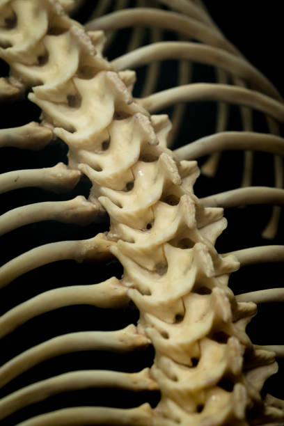 The bone of a snake.