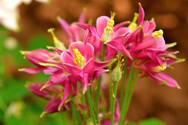 istock Aquilegia / Columbine Flower 1157167786