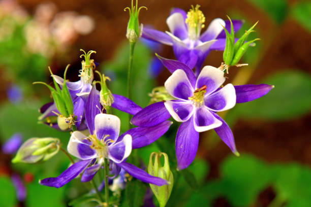 istock Aquilegia / Columbine Flower 1157167991