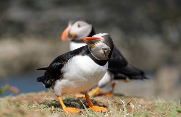 istock An Atlantic puffin with its head turned sideways in a comical pose 1157168058