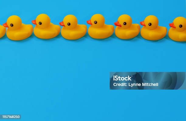Yellow Rubber Ducks In A Close Row On Blue Background With Copy Space Stock Photo - Download Image Now