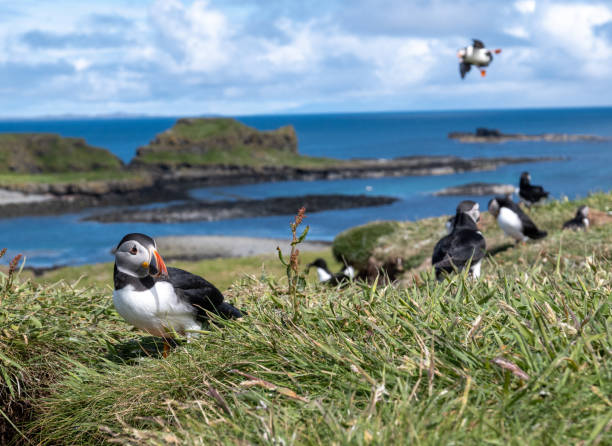 Lunga Island puffin colony on a beautiful summer morning