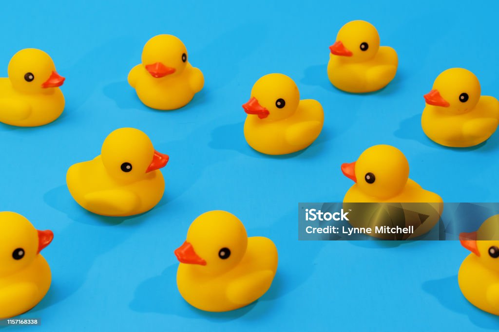 yellow rubber ducks in a pattern on blue background with copy space Duck - Bird Stock Photo