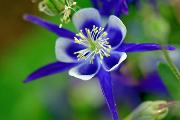 Aquilegia or Columbine is perennial wildflower, which is native to most temperate areas of the world. It tends to cross-pollinate, hybridize, and self-seed freely, creating new strains and colors. Columbine flowers come in many different colors, including red, pink, white, yellow, blue and purple. They bloom in late spring to early summer and self-seed readily if not deadheaded.