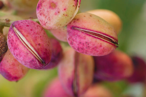 ピスタシアベラフルーツクローズアップ - plum plum tree tree fruit ストックフォトと画像