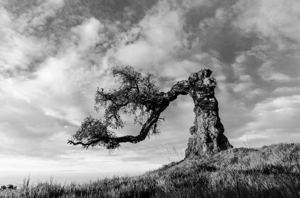 istock Lightning Match Cork - Haza de Lino (Granada) 1157172387
