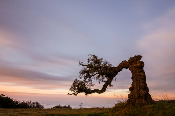 istock Lightning Match Cork - Haza de Lino (Granada) 1157172389