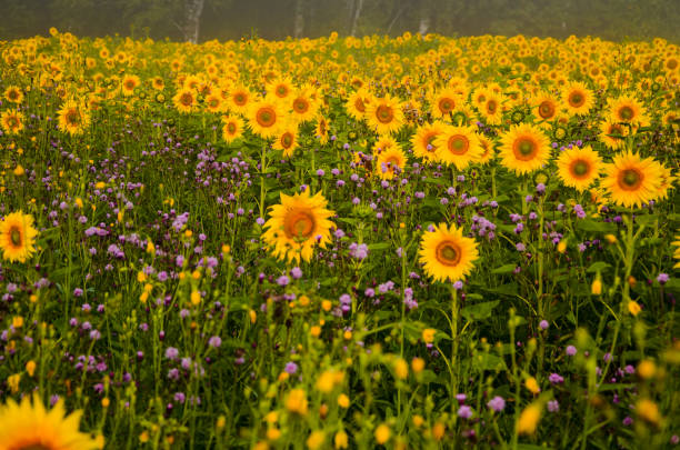 istock nice and warm in summer field with blooming sunflower blossoms. 1157172702