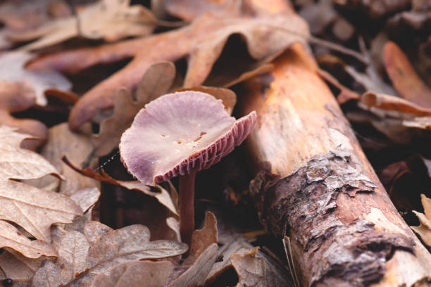 istock Wild lepista nuda mushroom in the forest soil 1157173574