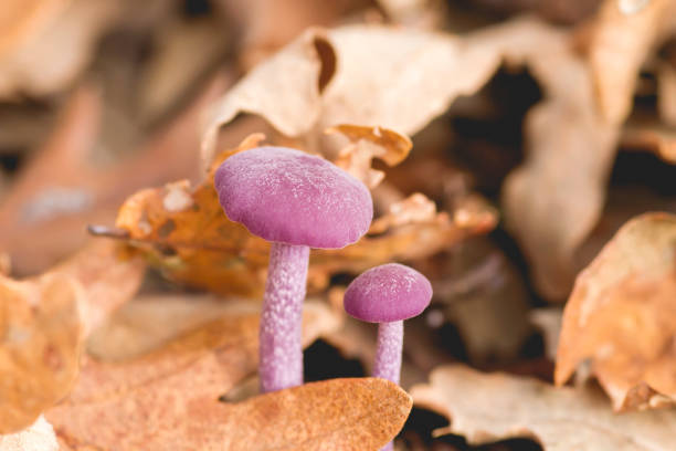 A pair or small lepista nuda mushrooms Clitocybe nuda or wood blewit small purple mushrooms growing wild in the autumnal forest soil Blewit stock pictures, royalty-free photos & images