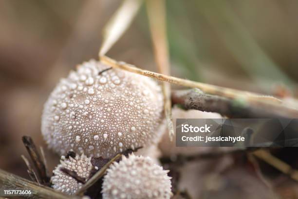 Lycoperdum Perlatum Or Puffball Mushrooms Close Up Stock Photo - Download Image Now - Autumn, Backgrounds, Close-up
