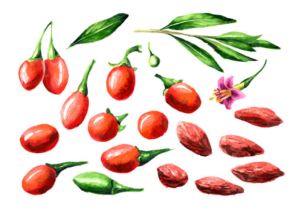 illustrazioni stock, clip art, cartoni animati e icone di tendenza di bacche di goji essiccate e fresche o set di elementi lycium barbarum. illustrazione disegnata a mano ad acquerello isolata su sfondo bianco - lycium chinese