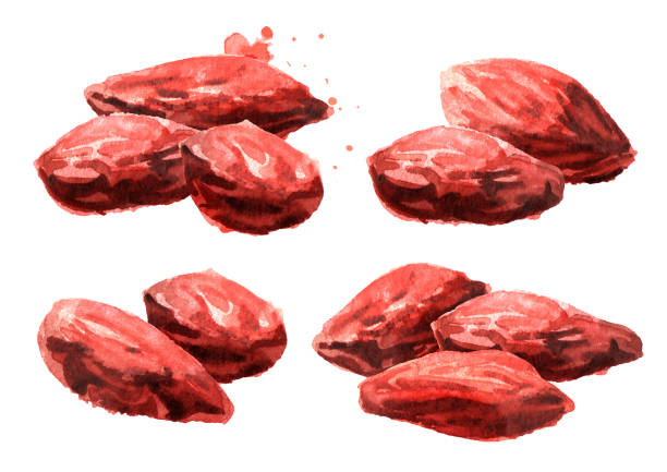 getrocknete goji-beeren oder lycium barbarum gesetzt. aquarell handgezeichnete illustration isoliert auf weißem hintergrund - wolfberry stock-grafiken, -clipart, -cartoons und -symbole